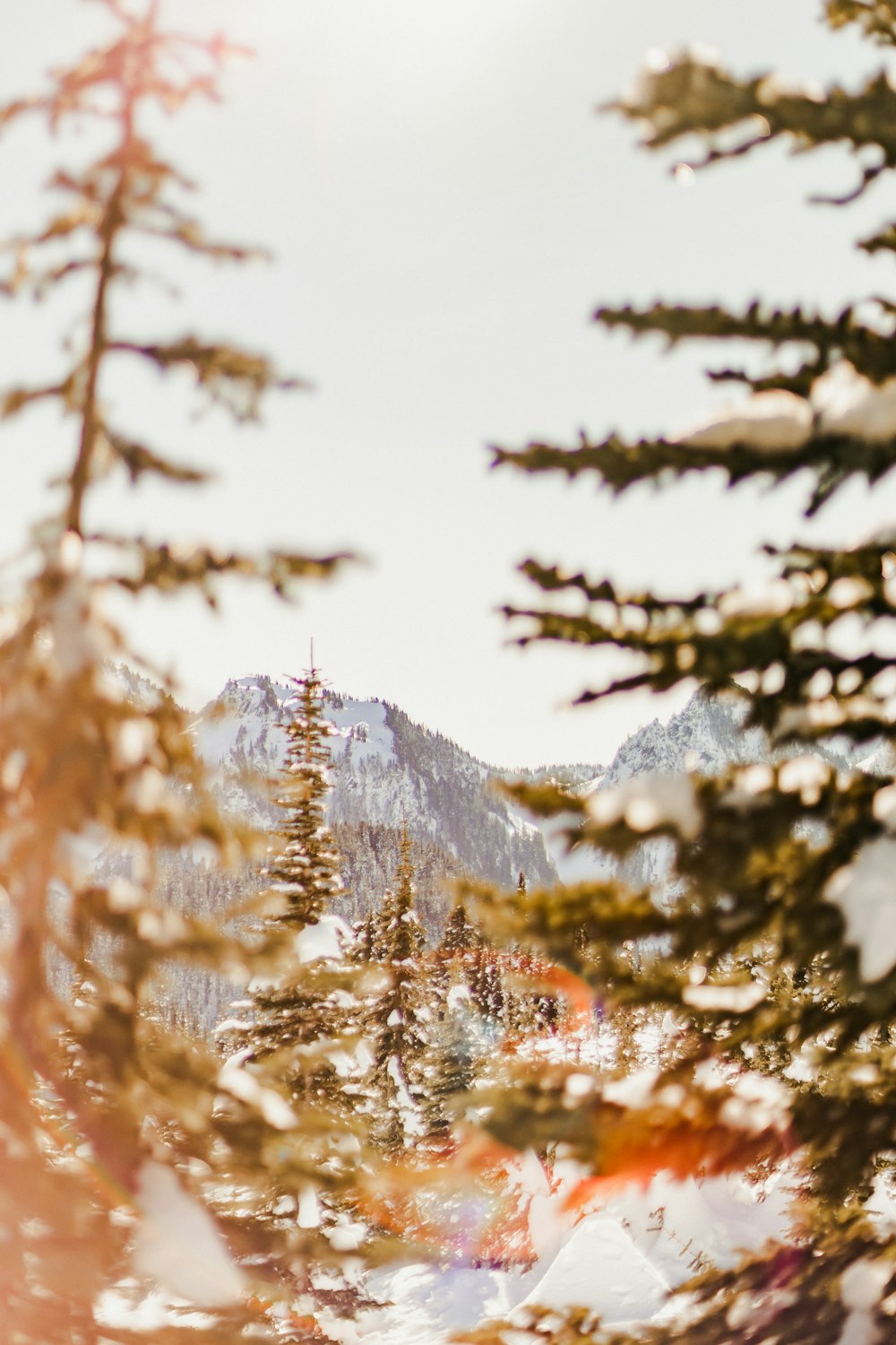 green pine trees on snow covered ground during daytime