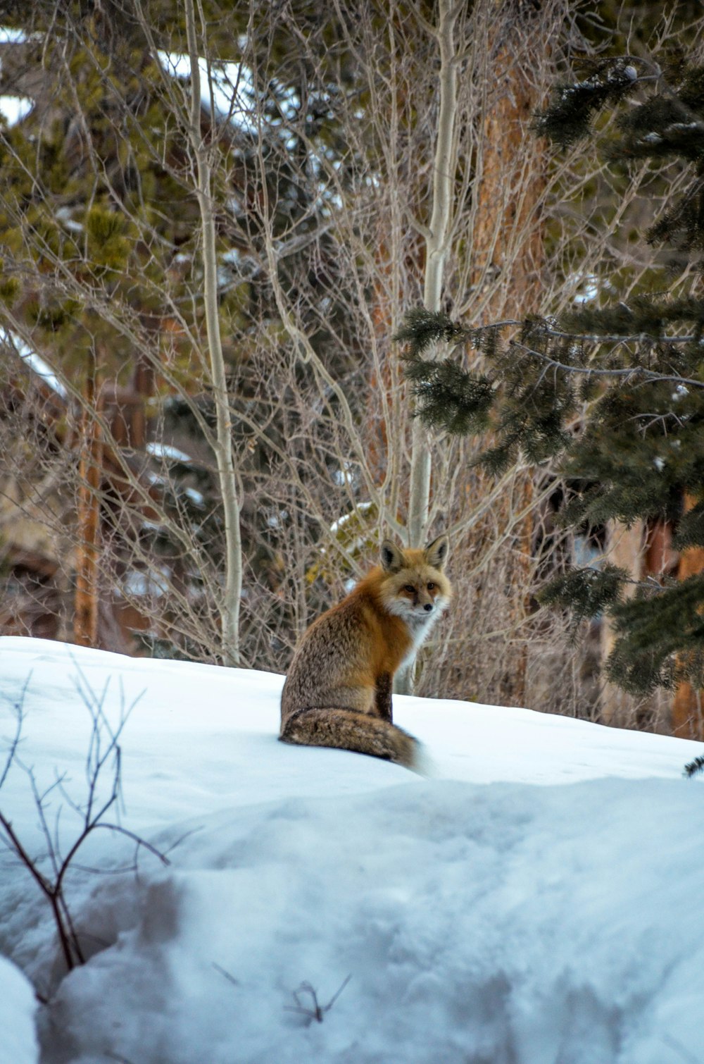 brown and black fox on snow covered ground during daytime