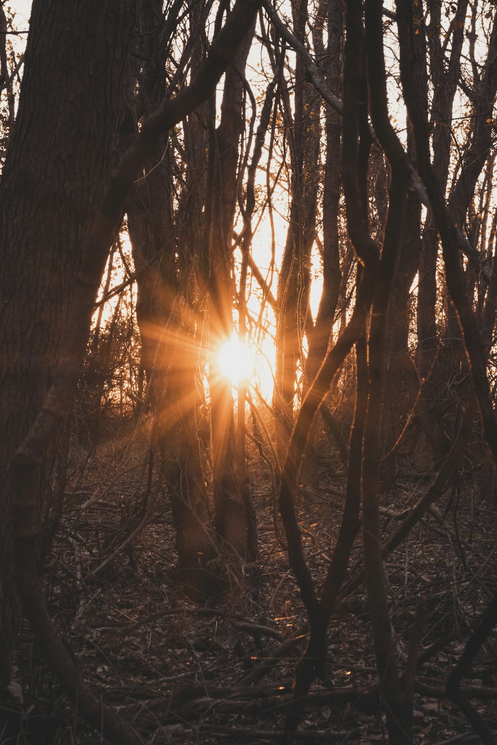 sun rays coming through trees