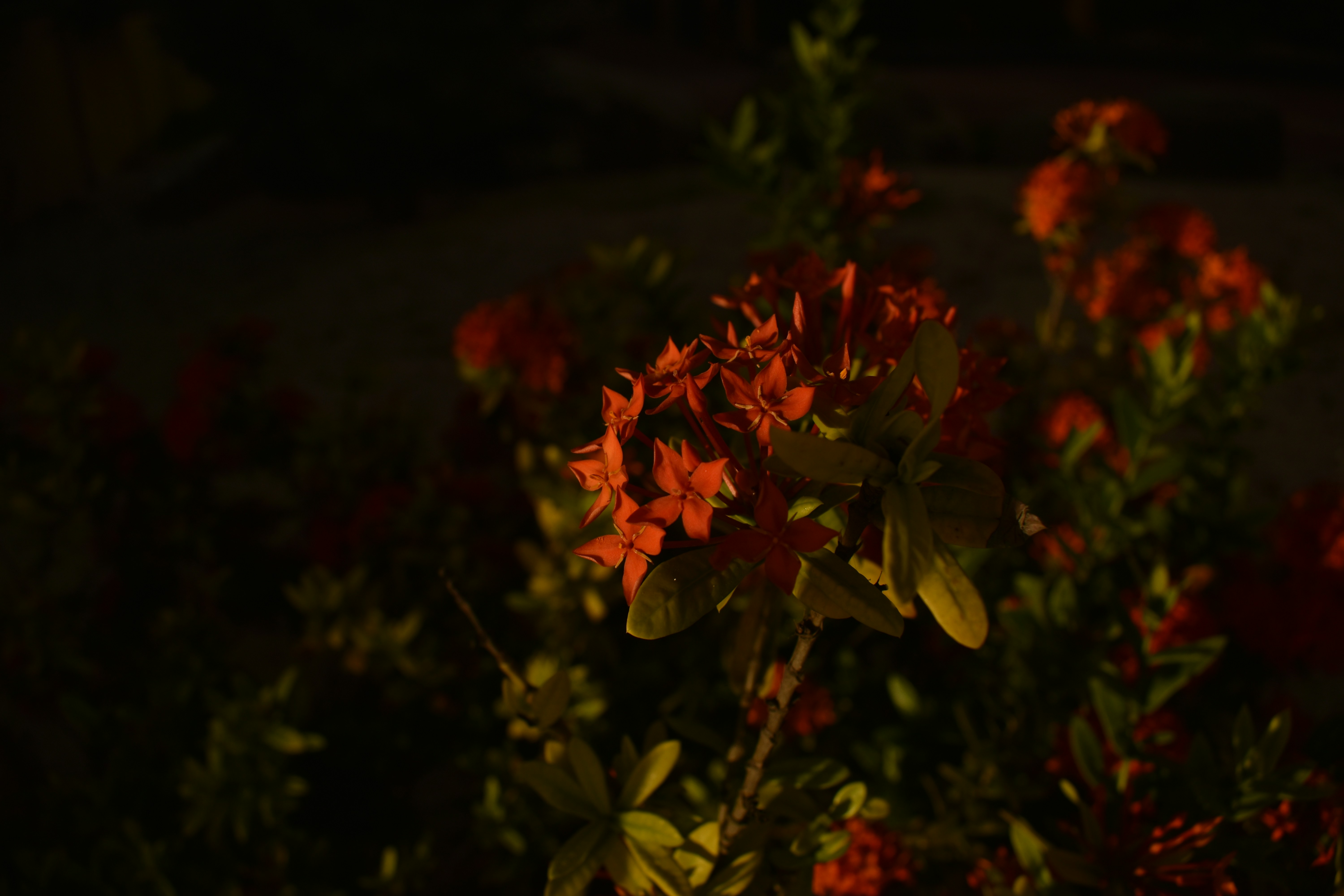 Photo by endless_dreamer27