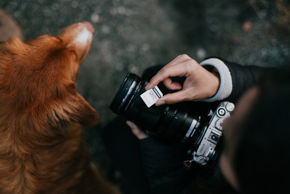 person holding black and white plastic bottle