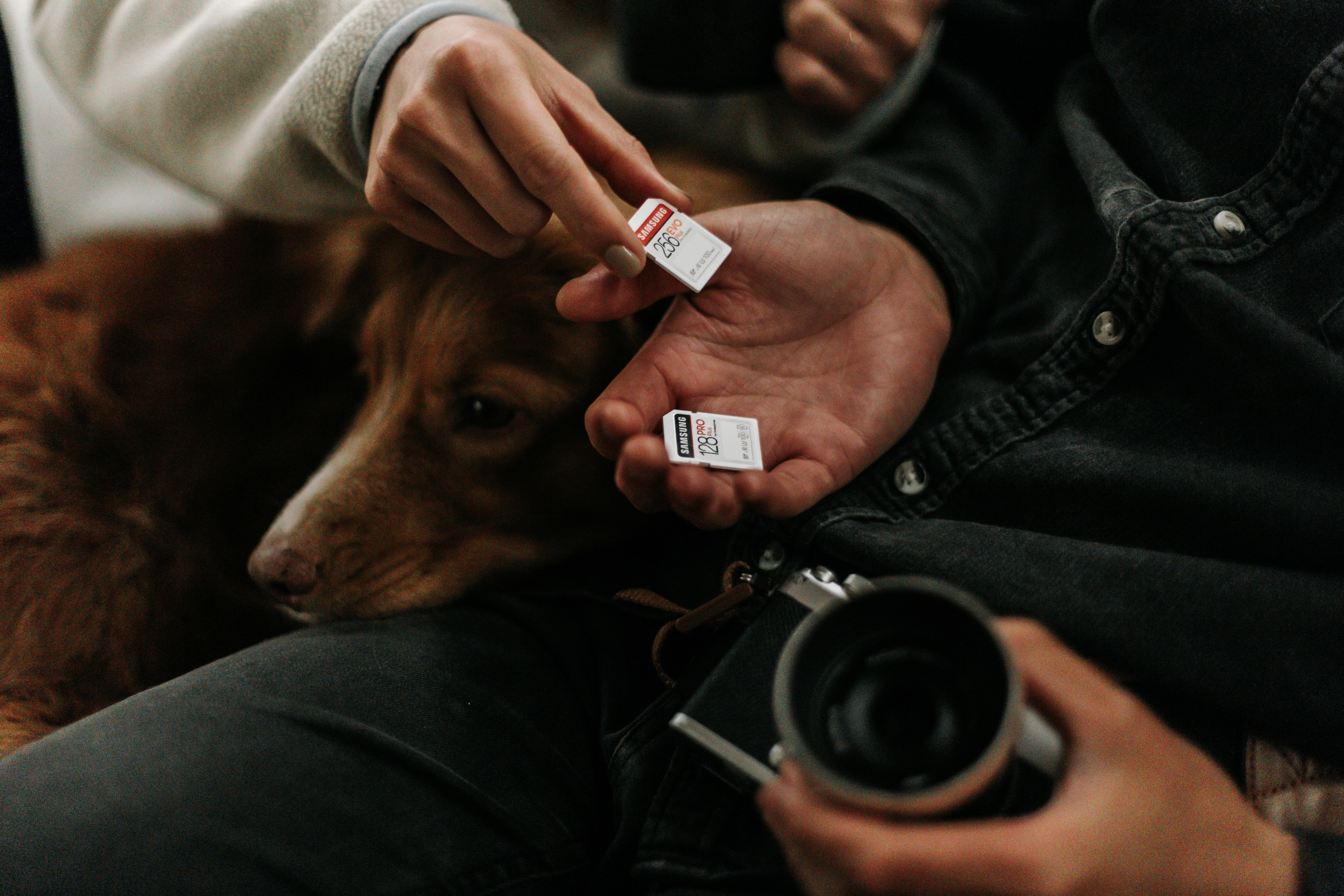 5 Medication Mistakes That Endanger Co-Parented Pets in 2026
