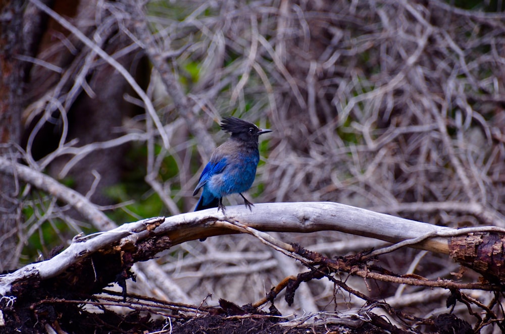 blue bird on brown tree branch during daytime