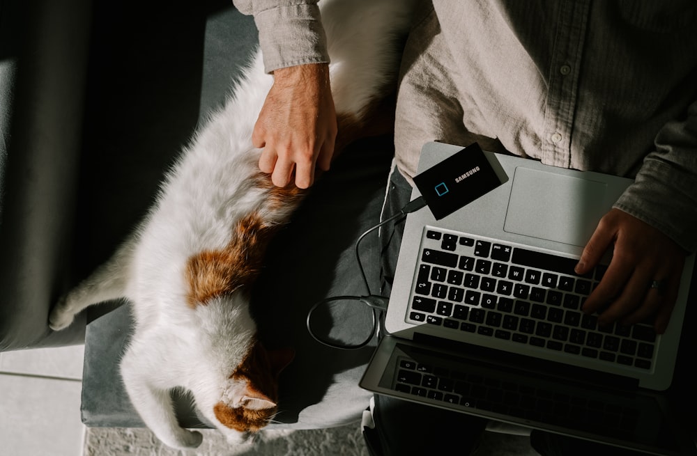 person in gray long sleeve shirt holding white and orange cat