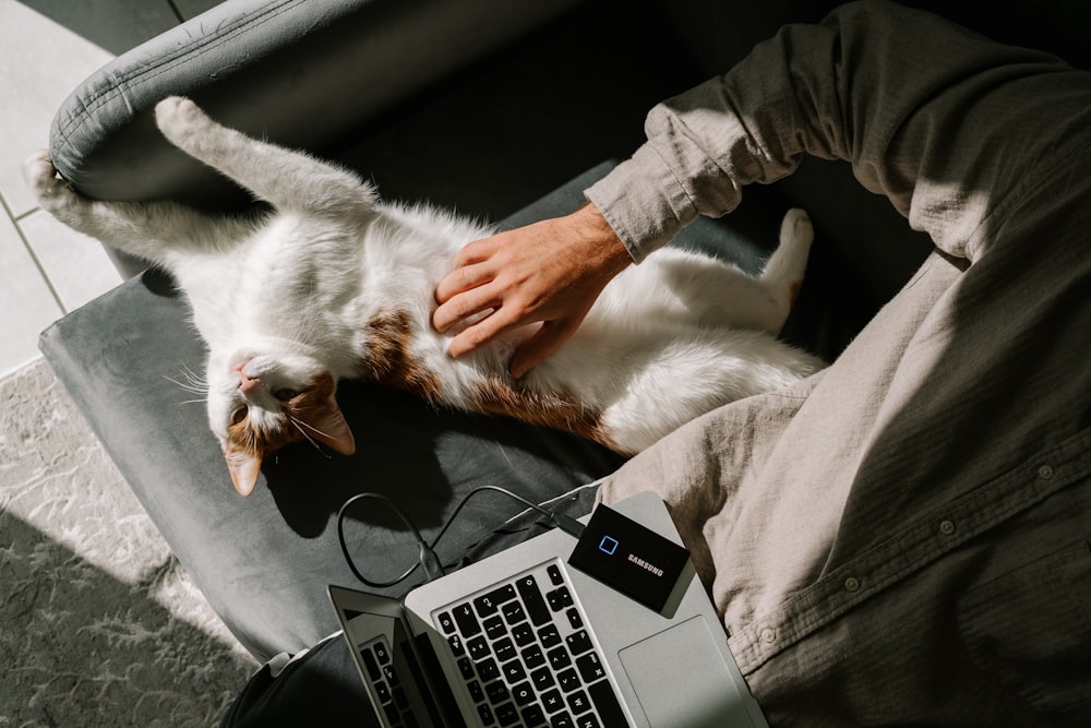 person holding white and orange cat