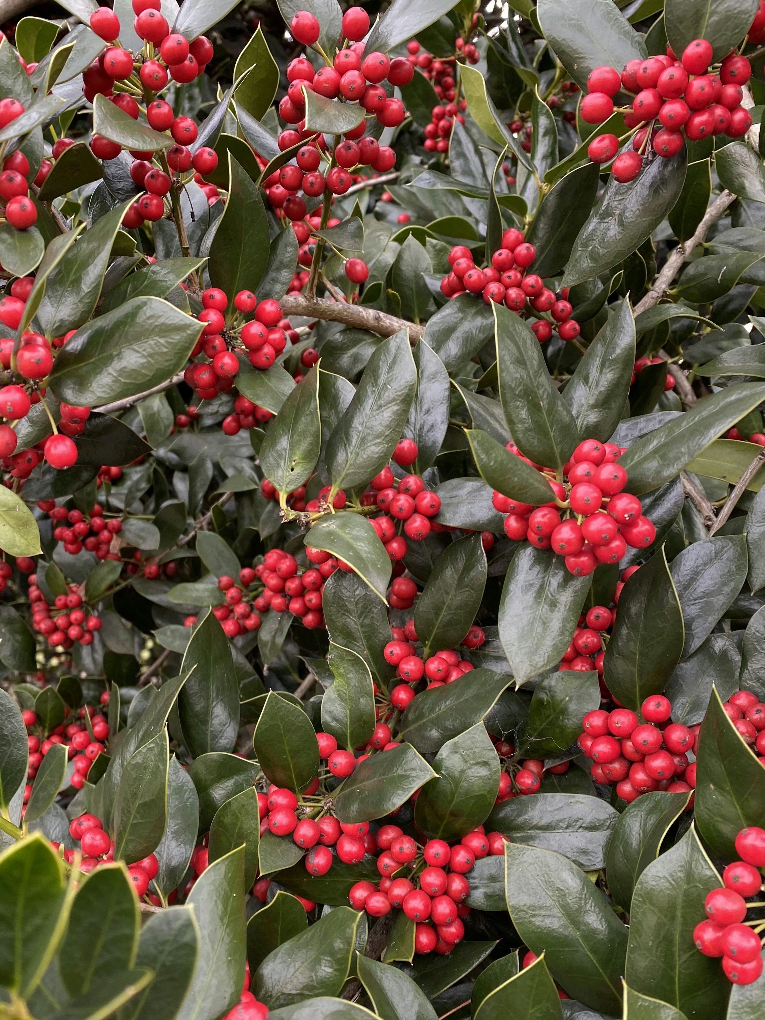 Photo by amlfountain