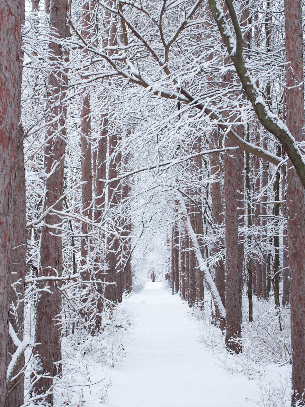 red trees covered with snow during daytime