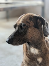 A close-up profile of a brown and black speckled dog looking to the side, with soft and short fur. The background is blurred, highlighting the dog as the focal point.