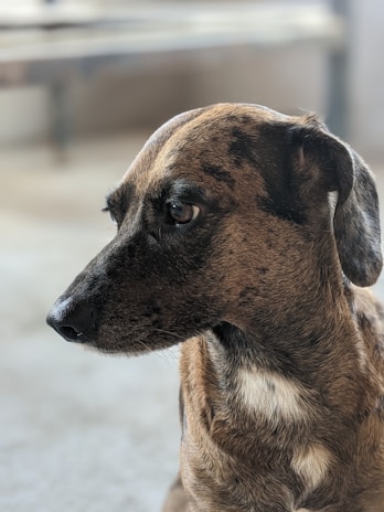 A close-up profile of a brown and black speckled dog looking to the side, with soft and short fur. The background is blurred, highlighting the dog as the focal point.