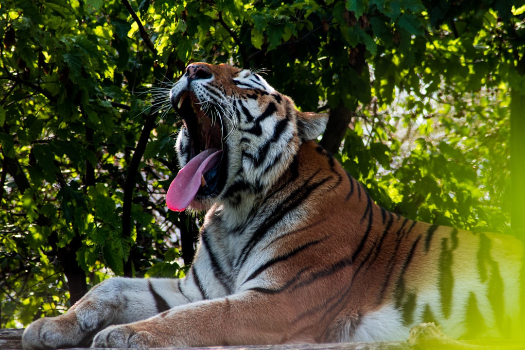 tiger lying on brown tree branch during daytime