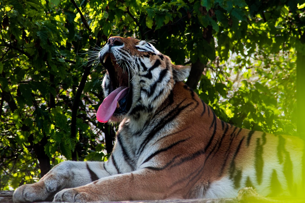 Tiger liegt tagsüber auf braunem Ast