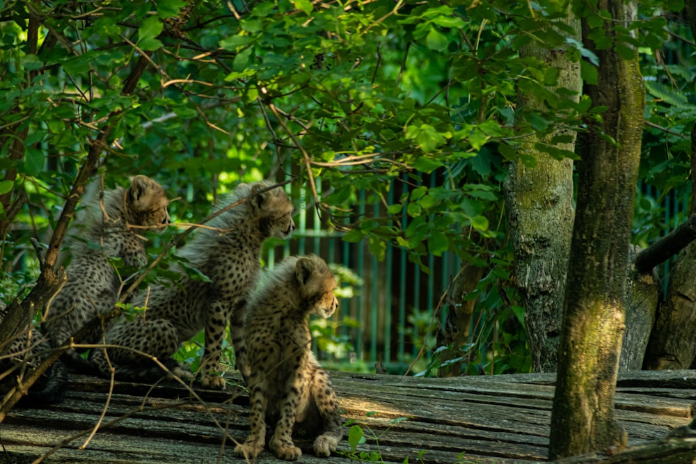 cheetah and leopard on wooden plank