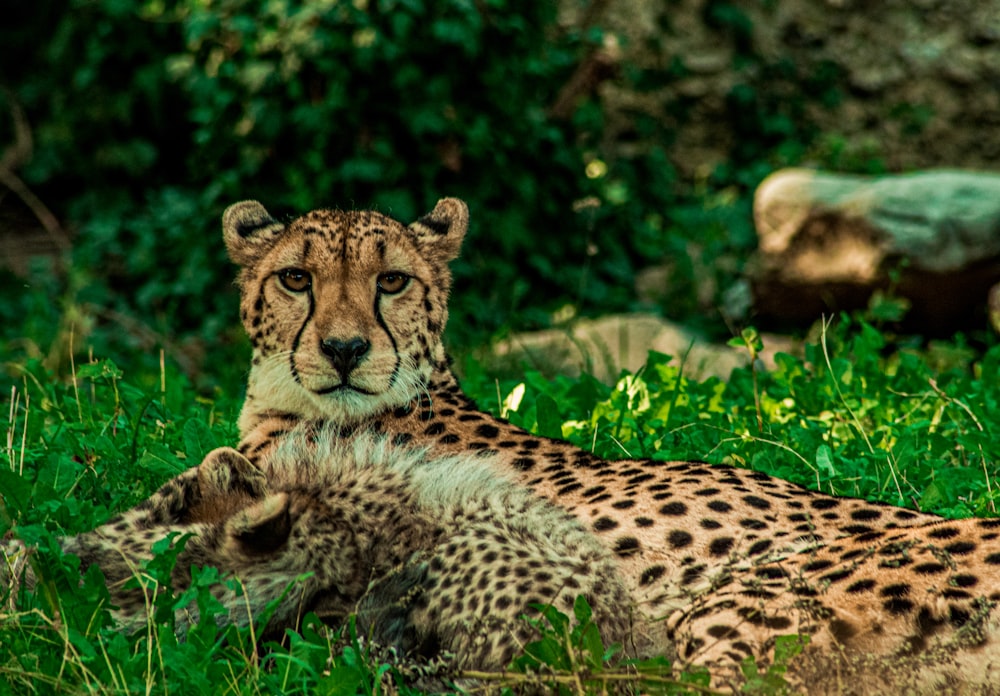 cheetah lying on green grass during daytime