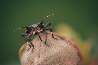 A close-up view of an insect, possibly a beetle or a bug, standing on the rounded tip of a dry seed pod. The insect has a dark, segmented body with long, jointed legs and antennae. The background is blurred, with shades of green and a hint of yellow.