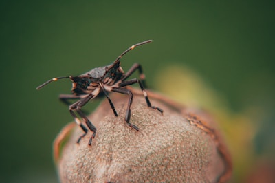 A close-up view of an insect, possibly a beetle or a bug, standing on the rounded tip of a dry seed pod. The insect has a dark, segmented body with long, jointed legs and antennae. The background is blurred, with shades of green and a hint of yellow.