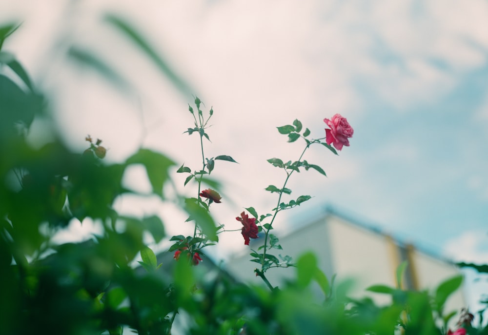 pink flower in tilt shift lens