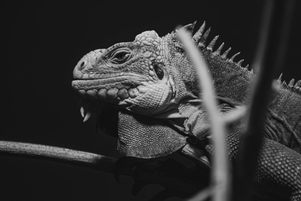 grayscale photo of a lizard