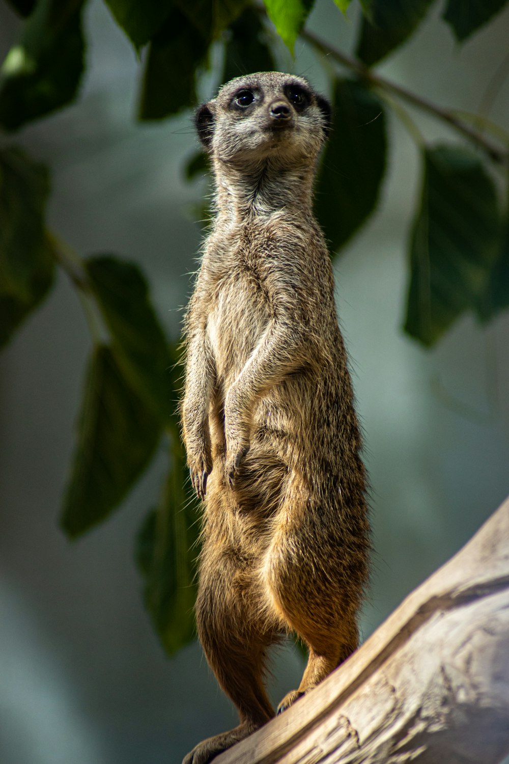 brown and white animal on tree branch