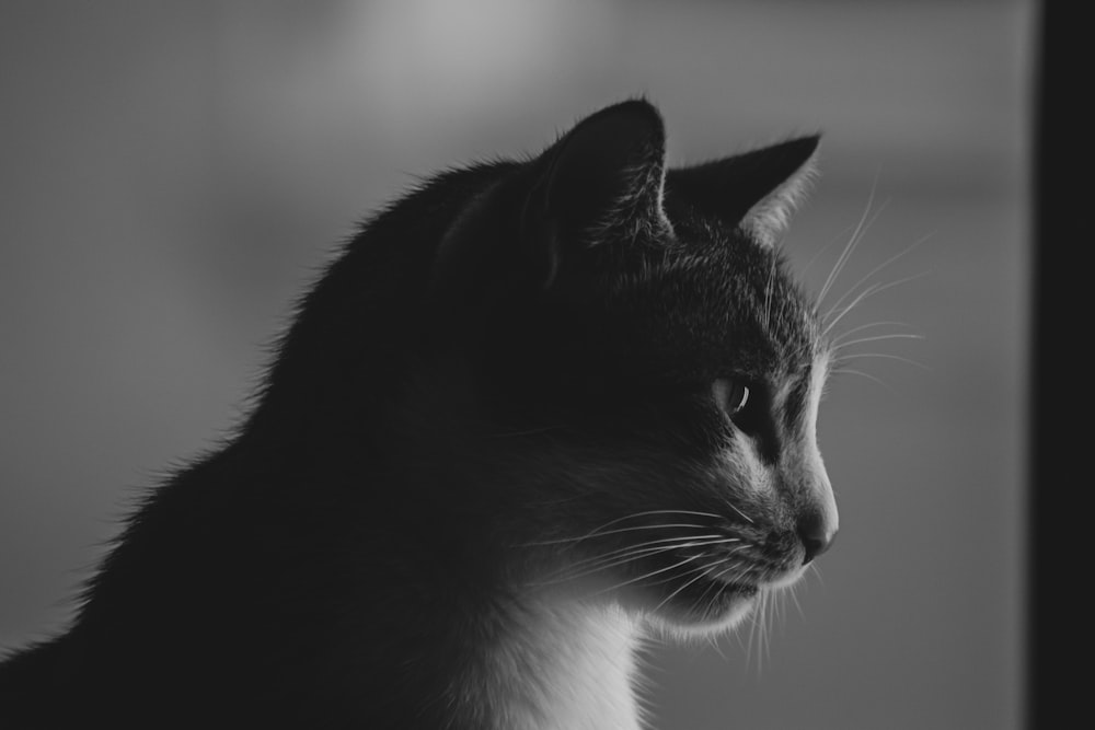 white and black cat in grayscale photography