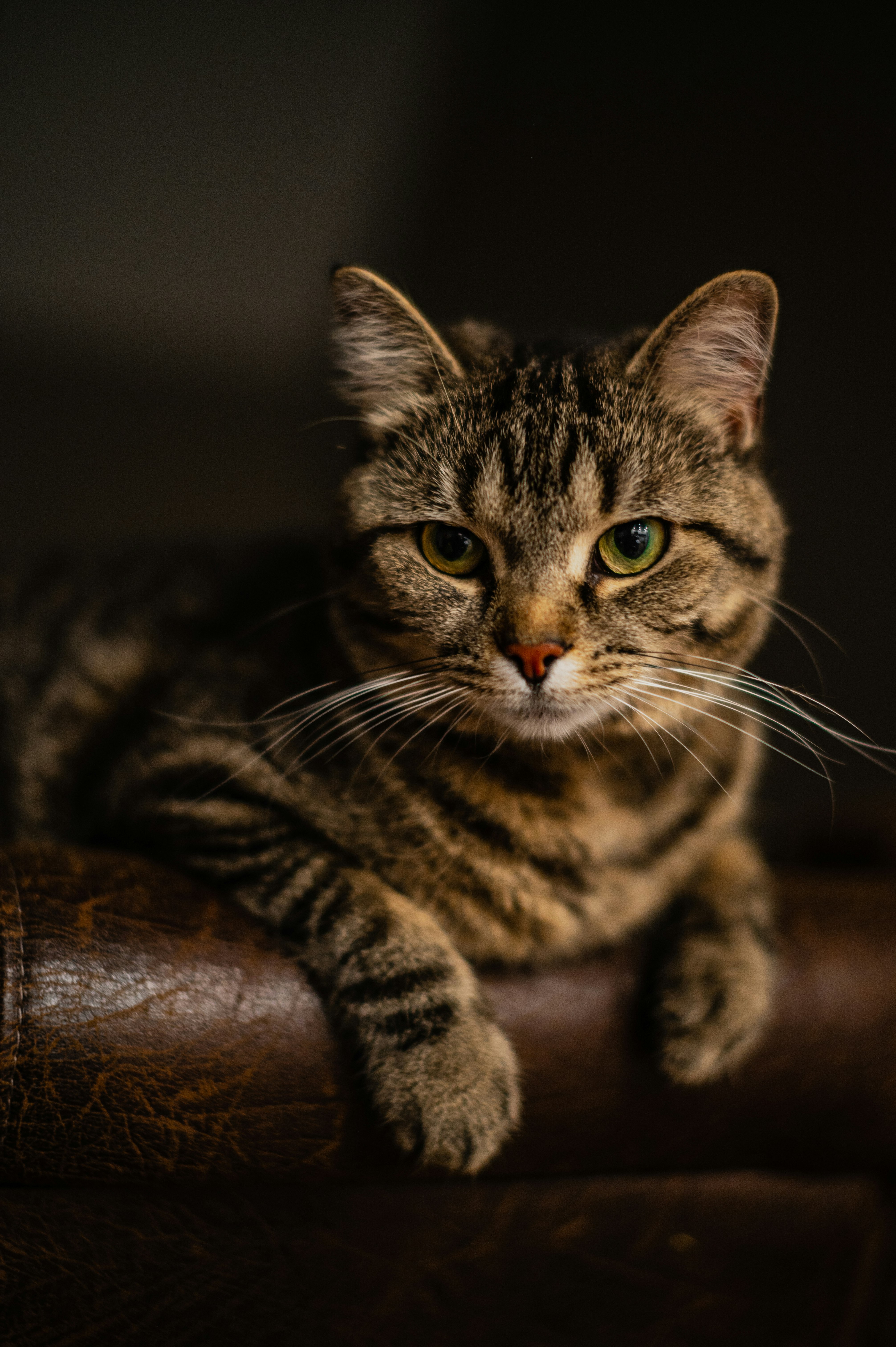 brown tabby cat on brown leather couch