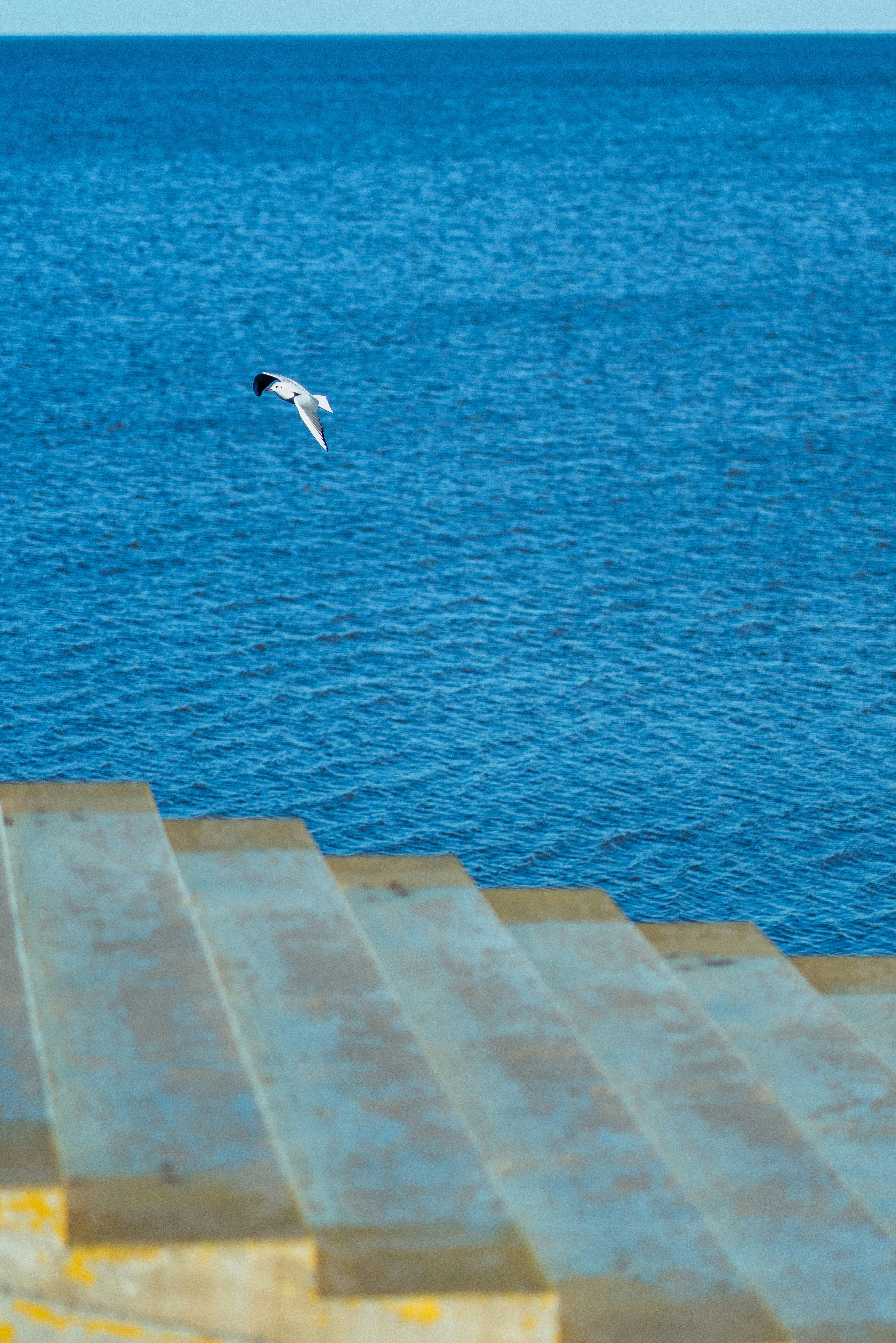 bird flying over the sea during daytime