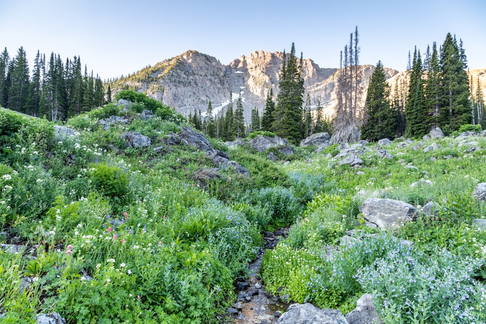 a rocky hillside with trees and flowers in the foreground