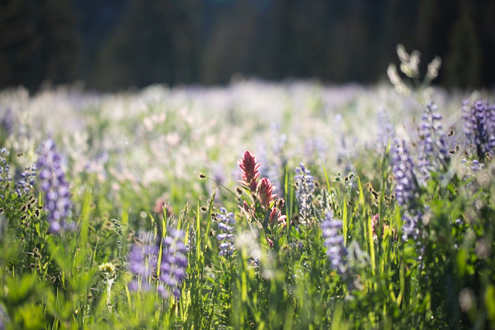 white and red flower field during daytime