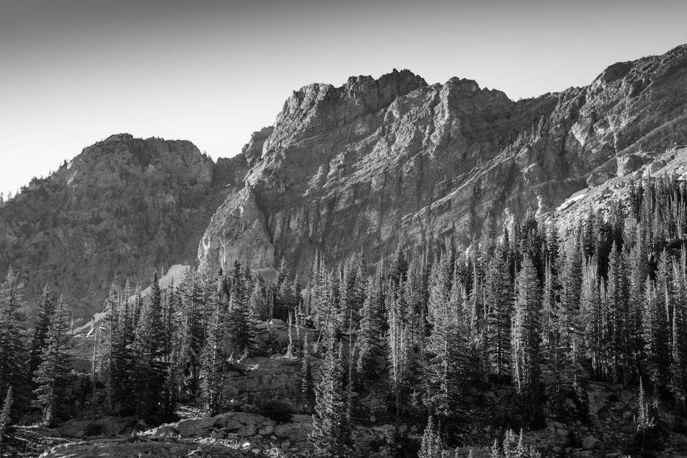 grayscale photo of trees near mountain