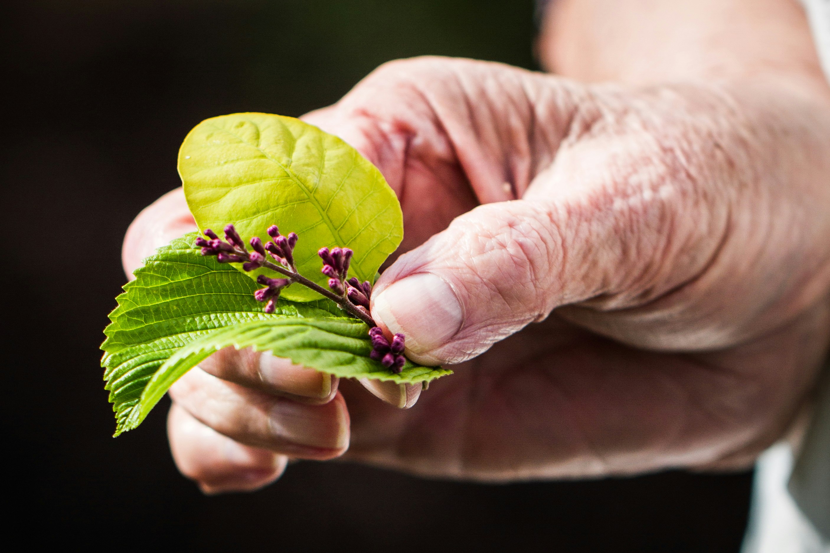 green leaf on persons hand