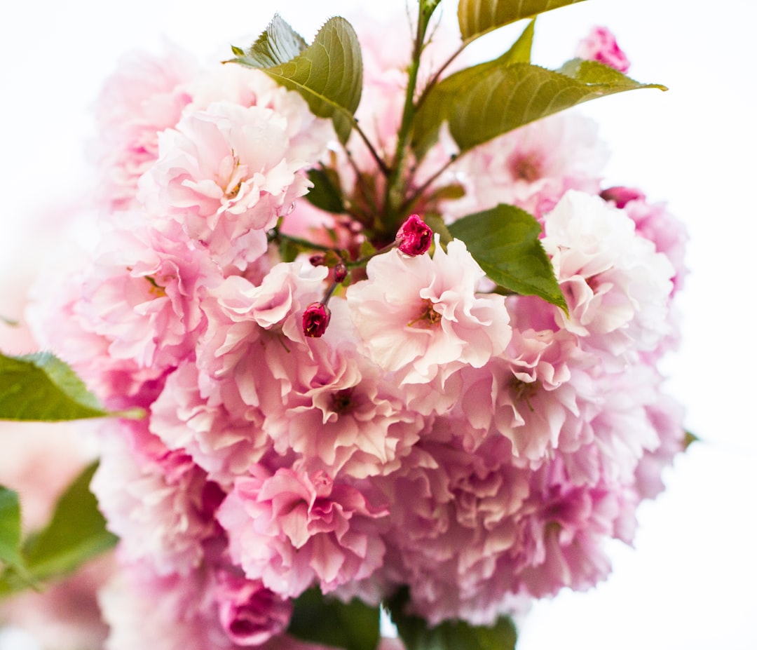 pink and white flower with green leaves