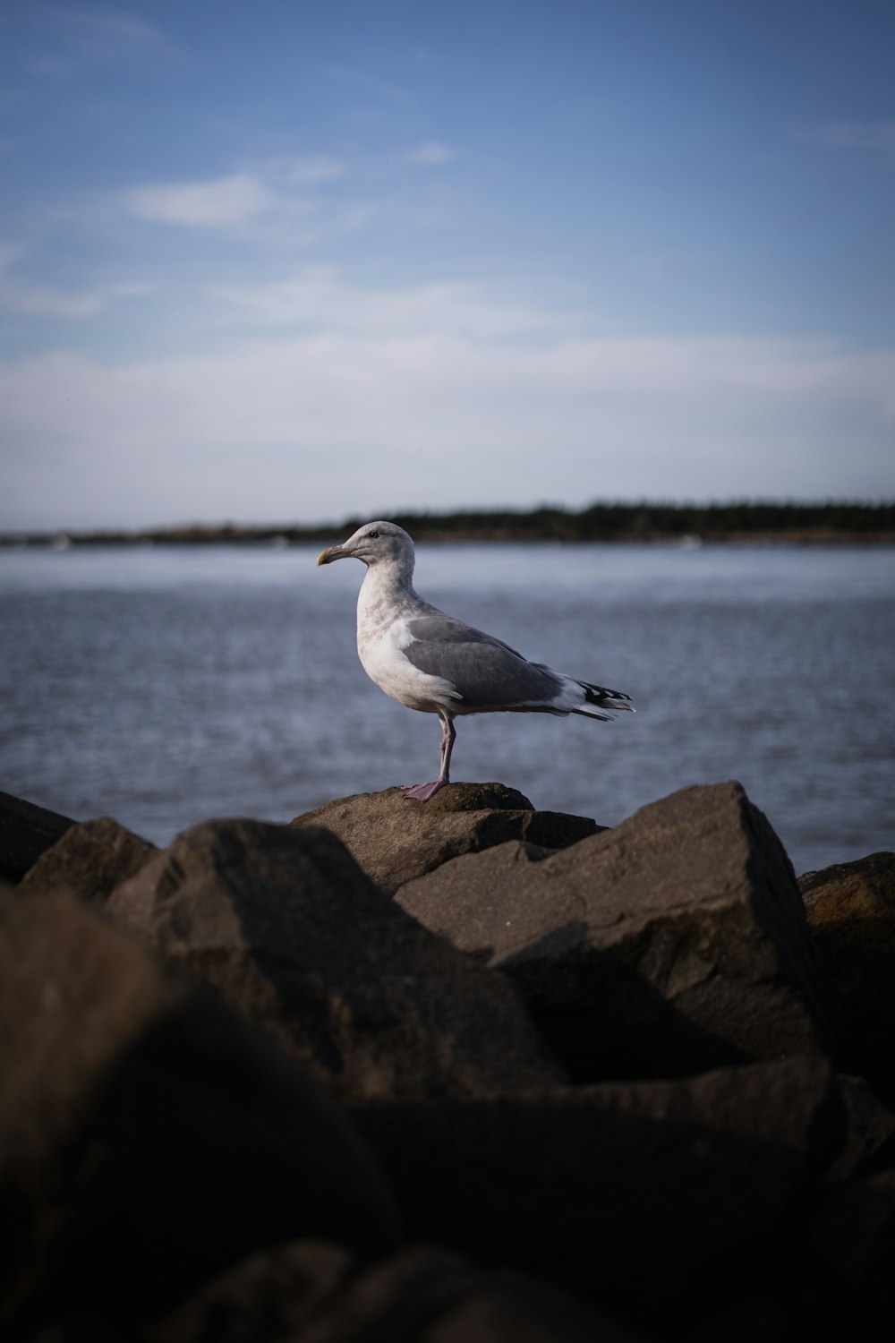 white and gray bird on rock near body of water during daytime
