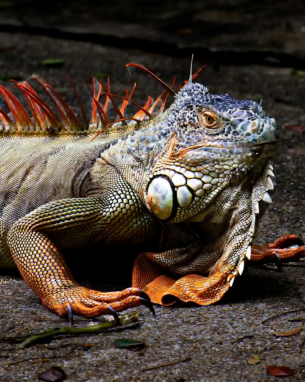 brown and gray bearded dragon