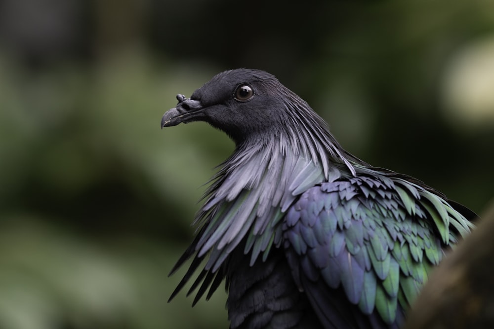 black and white bird in close up photography