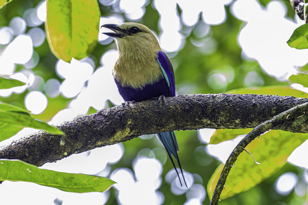 blue and white bird on tree branch during daytime