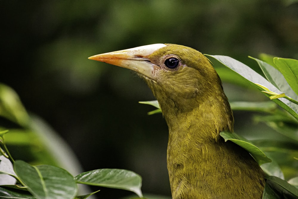green and yellow bird on tree branch