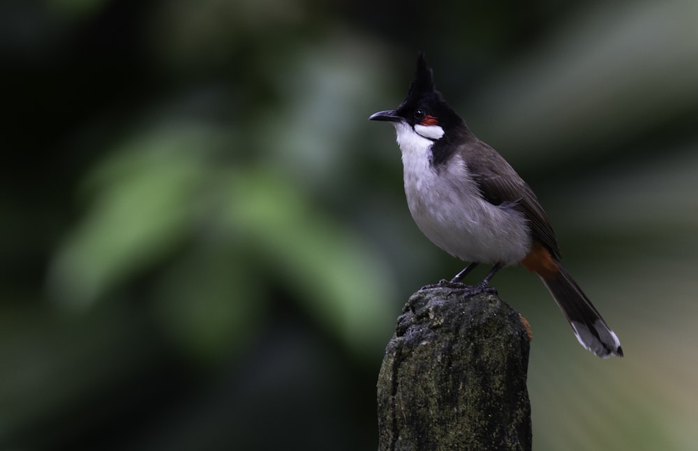 black and white bird on brown tree branch