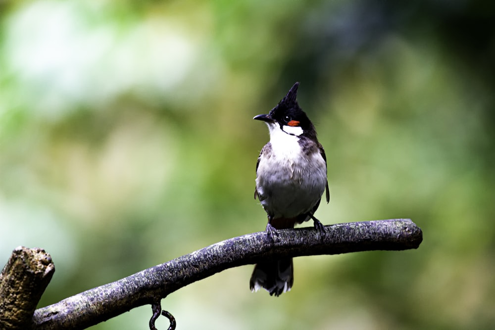 white and black bird on brown tree branch during daytime