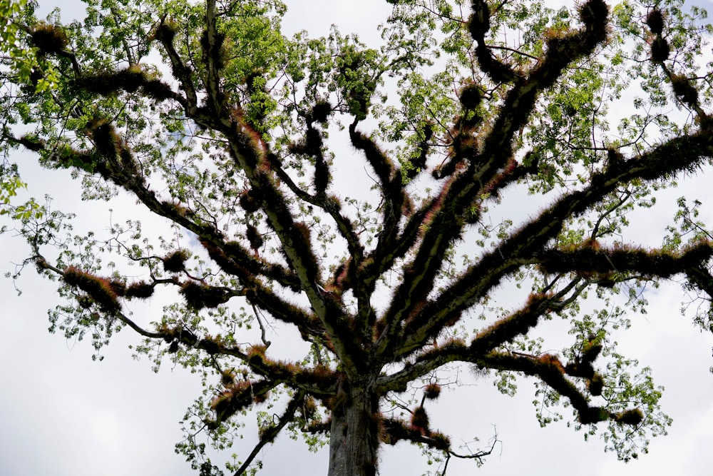 green tree under white sky during daytime