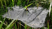A detailed macro photograph of a dew-covered spider web glistening in the early sun.