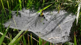 A detailed macro photograph of a dew-covered spider web glistening in the early sun.