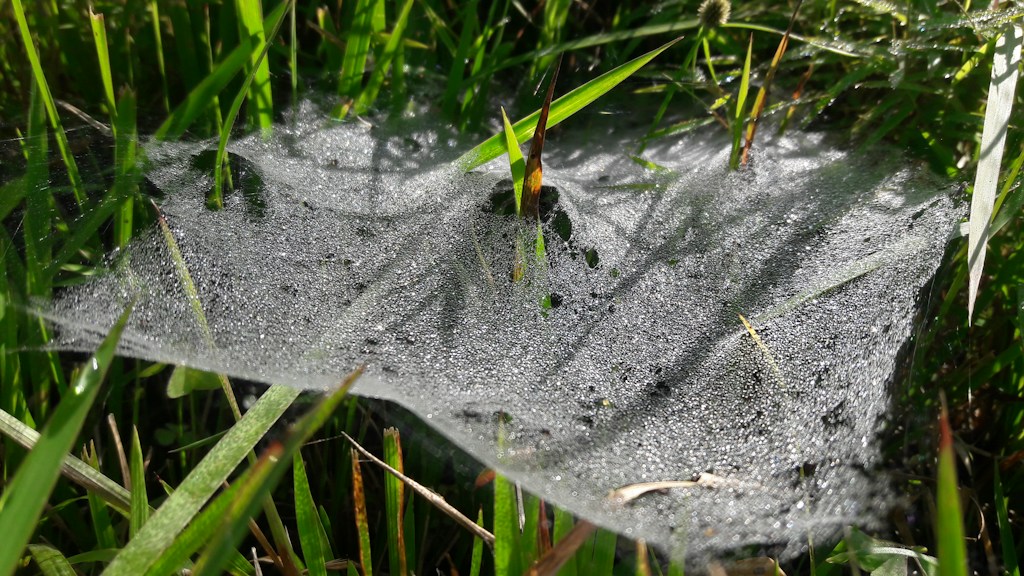 Morning Dew Web