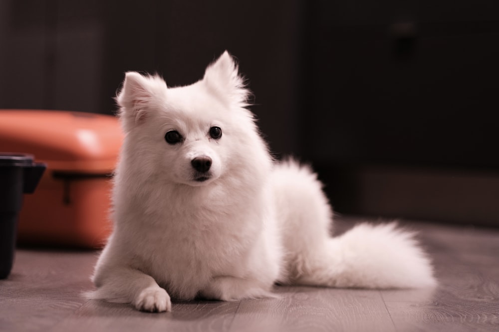 Cachorro de pomerania blanco sobre mesa de madera marrón