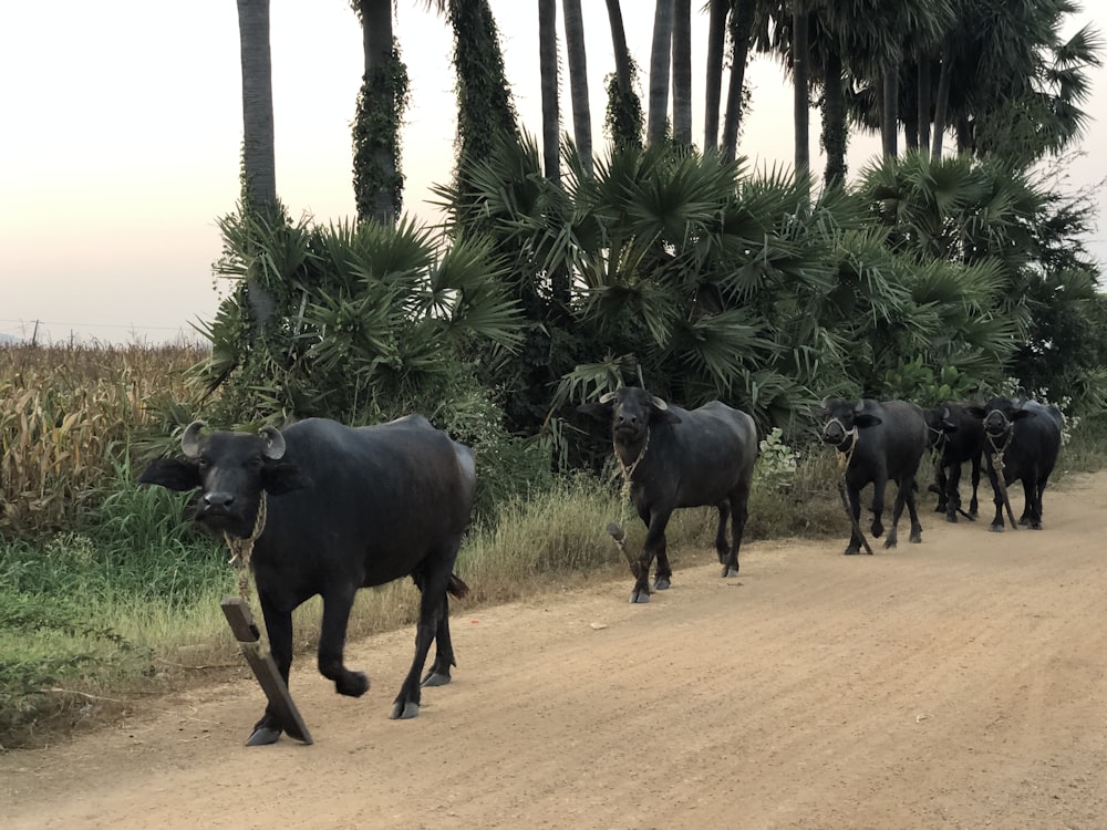 black water buffalo on brown sand during daytime