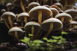 brown mushrooms on green grass during daytime