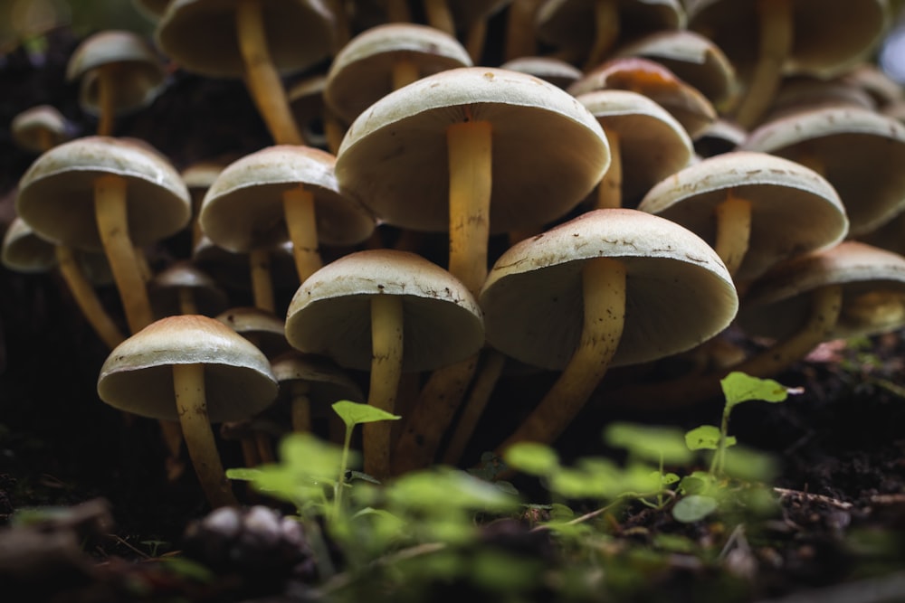 brown mushrooms on green grass during daytime