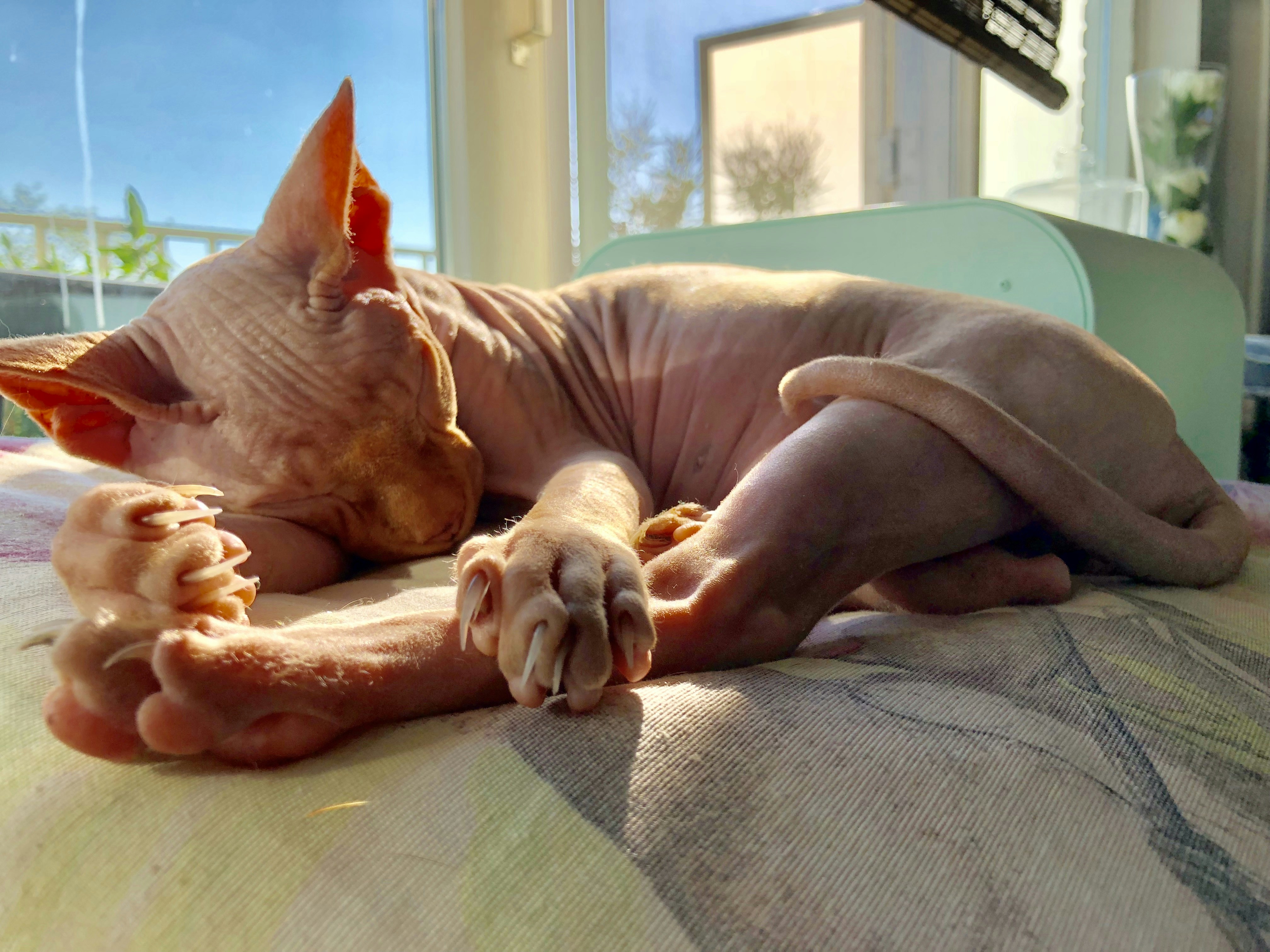 The Beauty Sleep: How Sleep Affects Your Skin and Hair