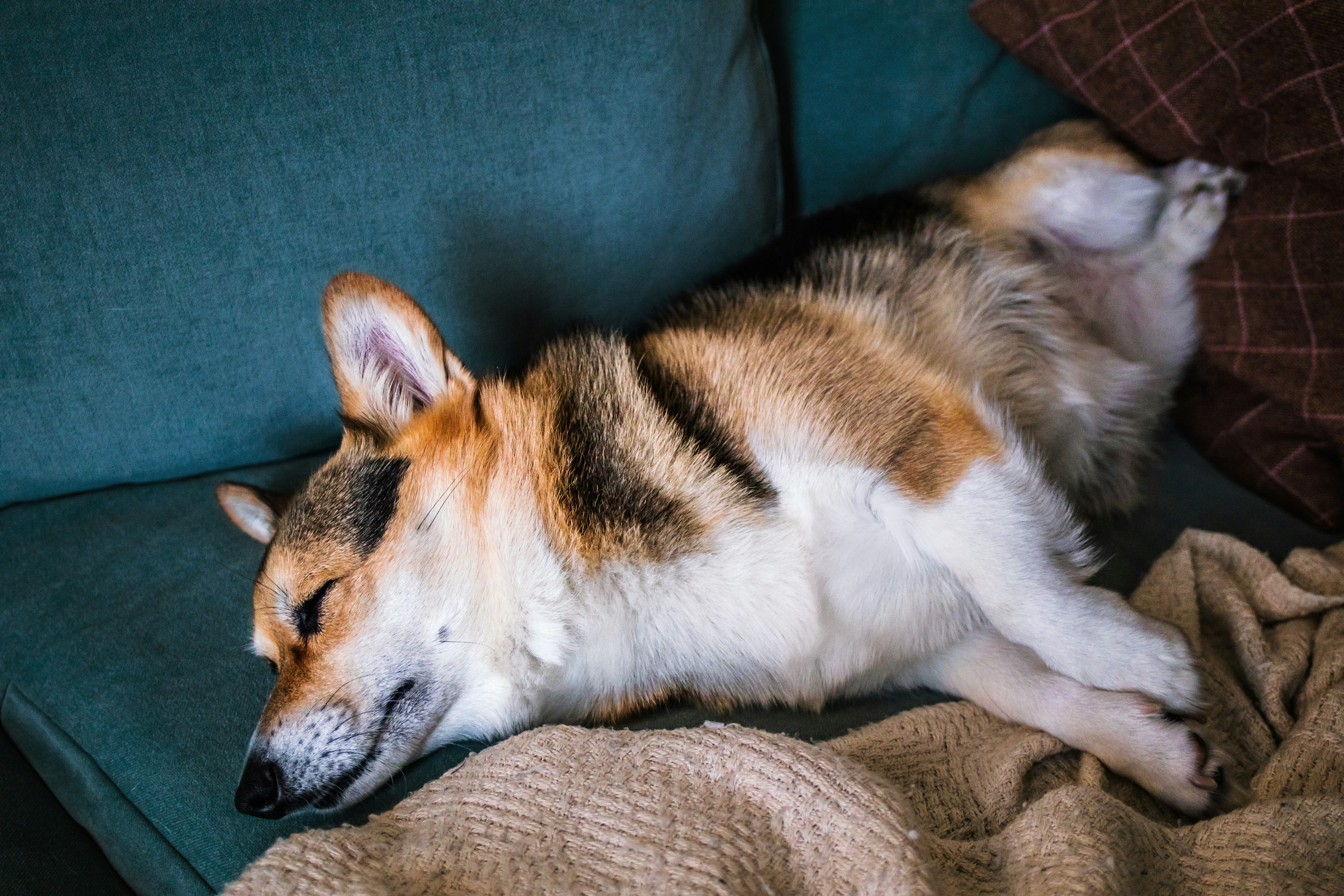 Best Melatonin for Dogs - Trusted Brands