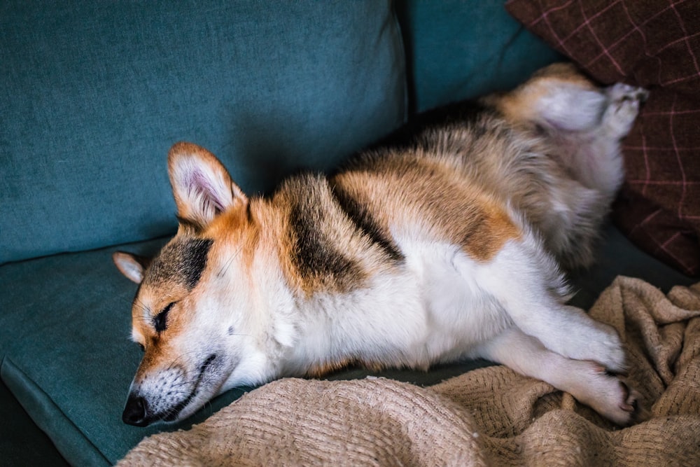 white brown and black short coated dog lying on brown textile