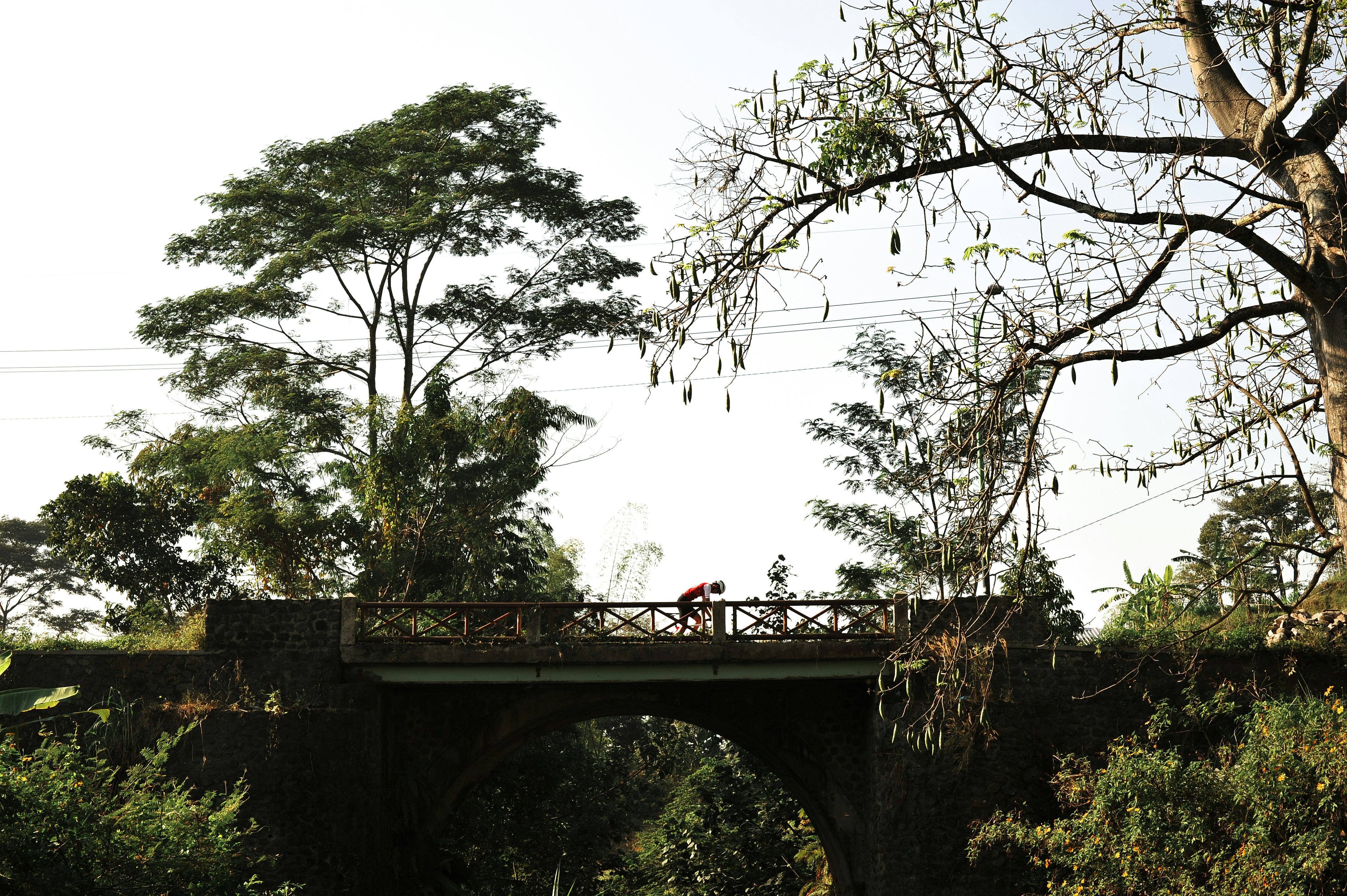 red train on bridge near trees during daytime