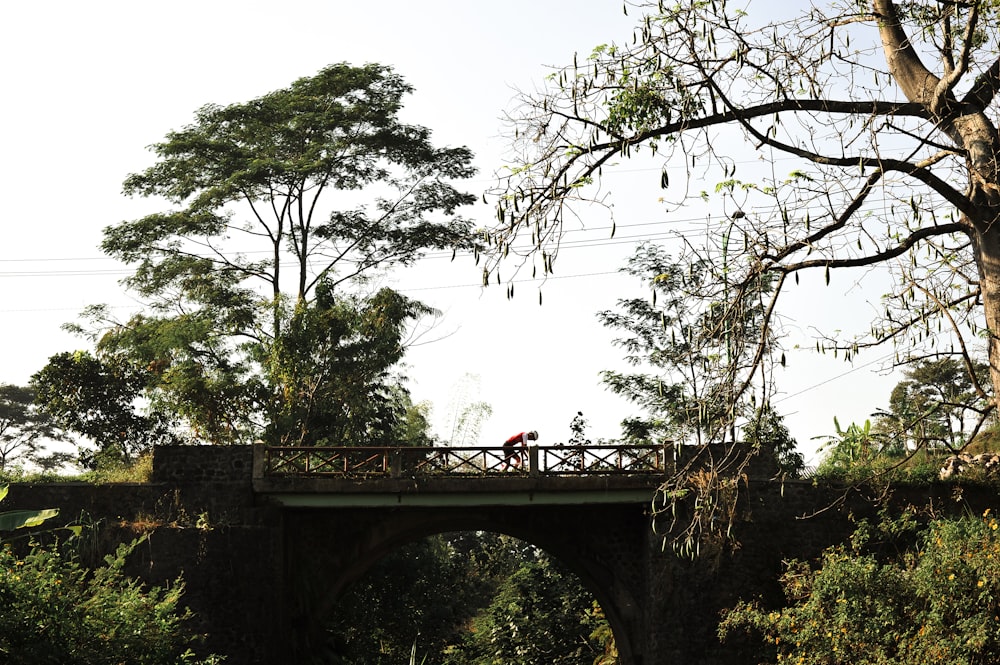 red train on bridge near trees during daytime